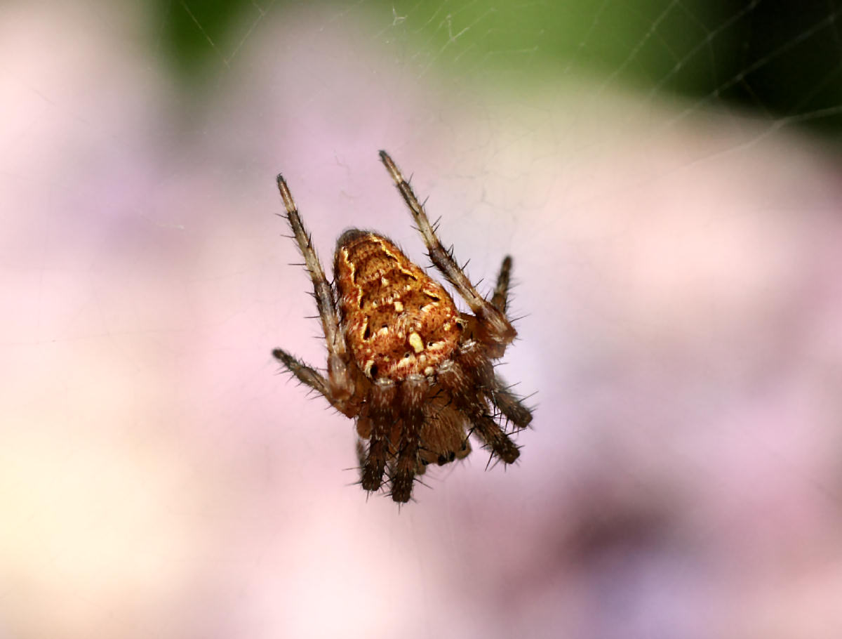 Araneus diadematus - Lesmo (MB)